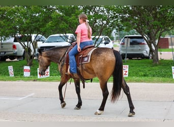 Quarter horse américain, Hongre, 3 Ans, Buckskin