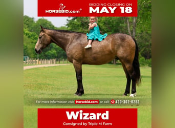 Quarter horse américain, Hongre, 3 Ans, Buckskin