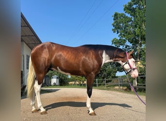 Quarter horse américain, Hongre, 3 Ans, Overo-toutes couleurs