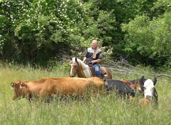 Quarter horse américain, Hongre, 3 Ans, Palomino