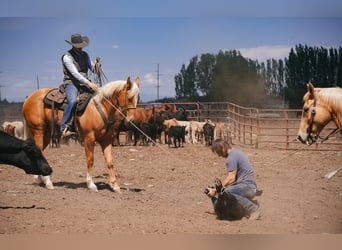 Quarter horse américain, Hongre, 3 Ans, Palomino