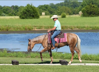 Quarter horse américain, Hongre, 3 Ans, Palomino