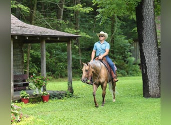 Quarter horse américain, Hongre, 3 Ans, Palomino