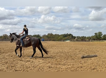 Quarter horse américain, Hongre, 3 Ans, Roan-Bay