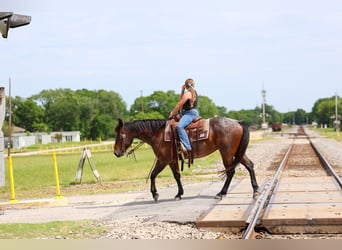 Quarter horse américain, Hongre, 3 Ans, Roan-Bay