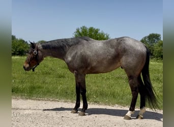 Quarter horse américain, Hongre, 3 Ans, Roan-Bay