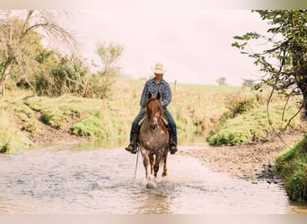 Quarter horse américain, Hongre, 3 Ans, Rouan Rouge