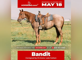 Quarter horse américain, Hongre, 3 Ans, Rouan Rouge