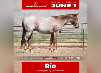 Quarter horse américain, Hongre, 3 Ans, Rouan Rouge