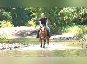 Quarter horse américain, Hongre, 3 Ans, Rouan Rouge