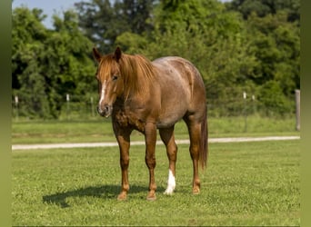 Quarter horse américain, Hongre, 3 Ans, Rouan Rouge