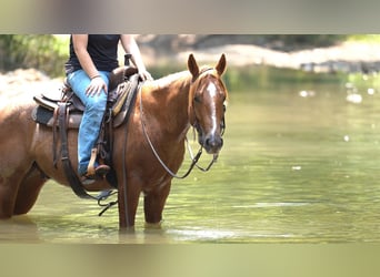 Quarter horse américain, Hongre, 3 Ans, Rouan Rouge