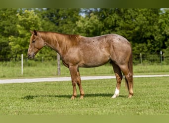 Quarter horse américain, Hongre, 3 Ans, Rouan Rouge