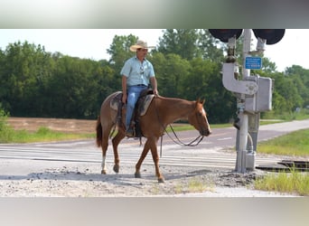 Quarter horse américain, Hongre, 3 Ans, Rouan Rouge