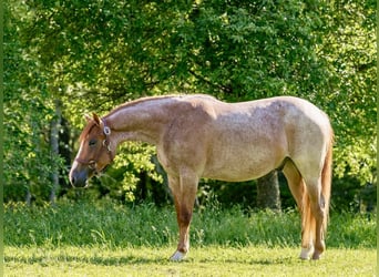 Quarter horse américain, Hongre, 3 Ans, Rouan Rouge