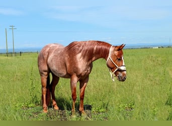 Quarter horse américain, Hongre, 3 Ans, Rouan Rouge