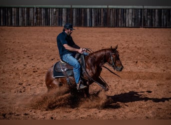 Quarter horse américain, Hongre, 4 Ans, 140 cm, Alezan cuivré