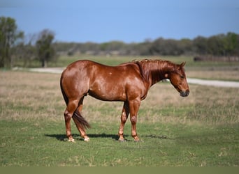 Quarter horse américain, Hongre, 4 Ans, 140 cm, Alezan cuivré