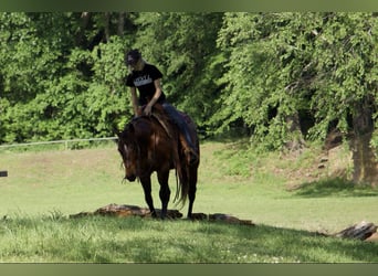 Quarter horse américain, Hongre, 4 Ans, 140 cm, Bai cerise