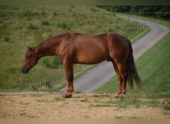 Quarter horse américain, Hongre, 4 Ans, 142 cm, Alezan cuivré