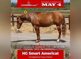 Quarter horse américain, Hongre, 4 Ans, 142 cm, Alezan dun