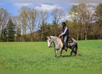 Quarter horse américain, Hongre, 4 Ans, 142 cm, Gris