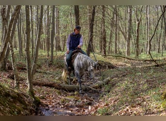 Quarter horse américain, Hongre, 4 Ans, 142 cm, Gris
