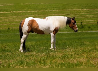 Quarter horse américain Croisé, Hongre, 4 Ans, 142 cm, Pinto