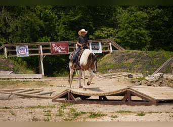 Quarter horse américain Croisé, Hongre, 4 Ans, 142 cm, Pinto