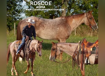 Quarter horse américain, Hongre, 4 Ans, 142 cm, Rouan Rouge