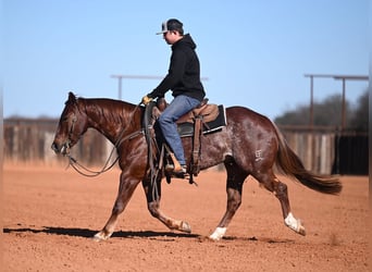 Quarter horse américain, Hongre, 4 Ans, 145 cm, Alezan cuivré
