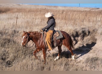 Quarter horse américain, Hongre, 4 Ans, 145 cm, Alezan cuivré