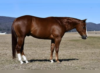 Quarter horse américain, Hongre, 4 Ans, 145 cm, Alezan cuivré