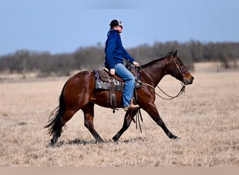 Quarter horse américain, Hongre, 4 Ans, 145 cm, Bai cerise