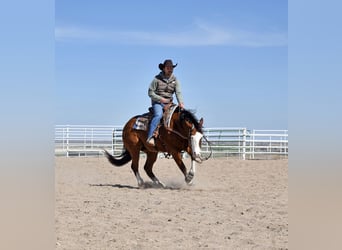 Quarter horse américain, Hongre, 4 Ans, 145 cm, Bai cerise