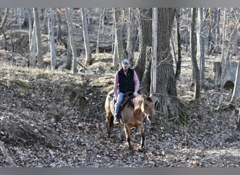 Quarter horse américain, Hongre, 4 Ans, 145 cm, Isabelle