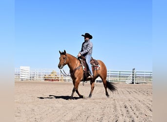 Quarter horse américain, Hongre, 4 Ans, 145 cm, Isabelle