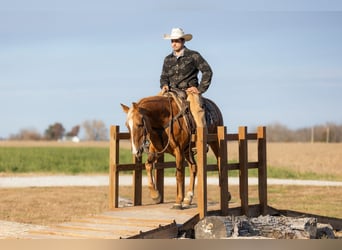 Quarter horse américain, Hongre, 4 Ans, 145 cm, Palomino