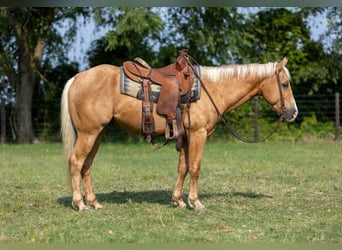 Quarter horse américain, Hongre, 4 Ans, 145 cm, Palomino