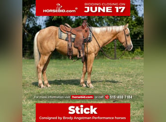 Quarter horse américain, Hongre, 4 Ans, 145 cm, Palomino
