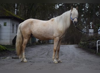 Quarter horse américain Croisé, Hongre, 4 Ans, 145 cm, Palomino