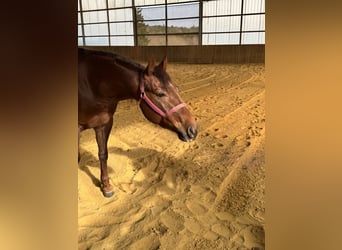 Quarter horse américain, Hongre, 4 Ans, 146 cm, Alezan brûlé