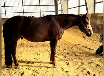 Quarter horse américain, Hongre, 4 Ans, 146 cm, Alezan brûlé