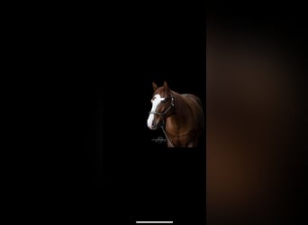 Quarter horse américain, Hongre, 4 Ans, 146 cm, Alezan brûlé