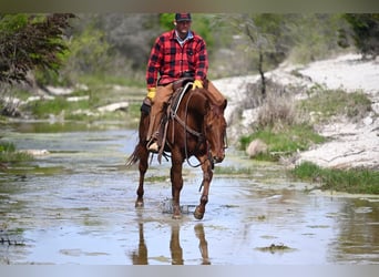 Quarter horse américain, Hongre, 4 Ans, 147 cm, Alezan cuivré