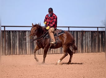 Quarter horse américain, Hongre, 4 Ans, 147 cm, Alezan cuivré