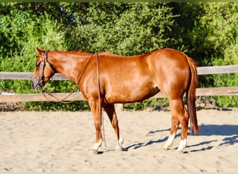 Quarter horse américain, Hongre, 4 Ans, 147 cm, Alezan cuivré