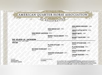 Quarter horse américain, Hongre, 4 Ans, 147 cm, Alezan cuivré