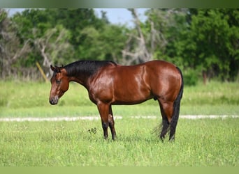 Quarter horse américain, Hongre, 4 Ans, 147 cm, Bai cerise