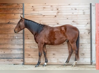 Quarter horse américain, Hongre, 4 Ans, 147 cm, Bai cerise
